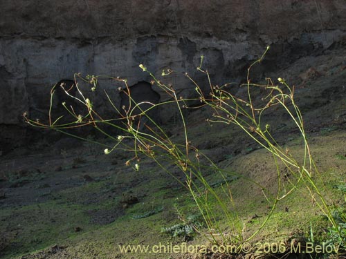 Фотография Asteraceae sp. #1843 (). Щелкните, чтобы увеличить вырез.