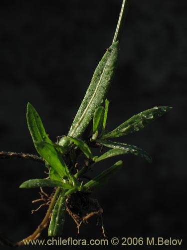 Фотография Asteraceae sp. #1843 (). Щелкните, чтобы увеличить вырез.