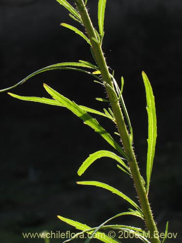 Image of Unidentified Plant sp. #2356 (). Click to enlarge parts of image.