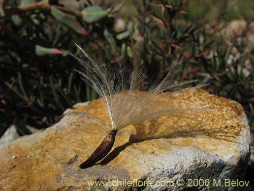 Bild von Mutisia linearifolia (Clavel del campo). Klicken Sie, um den Ausschnitt zu vergrössern.