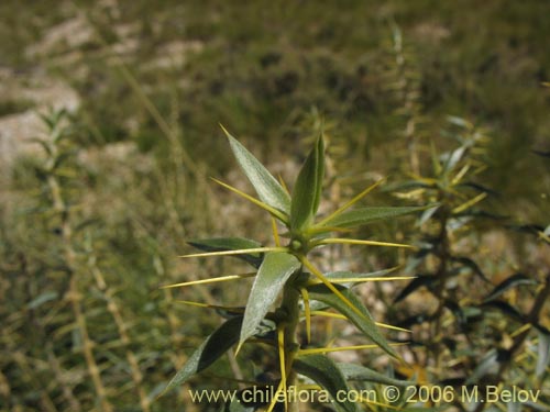 Bild von Chuquiraga oppositifolia (Hierba blanca). Klicken Sie, um den Ausschnitt zu vergrössern.