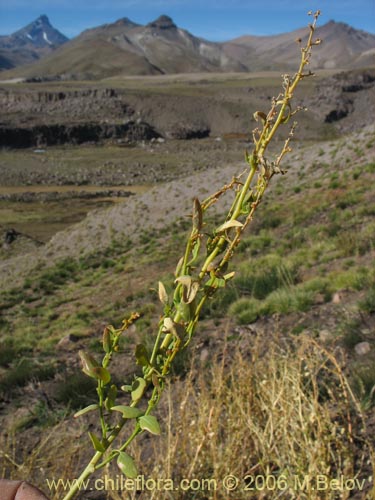 Chenopodium vulvariaの写真