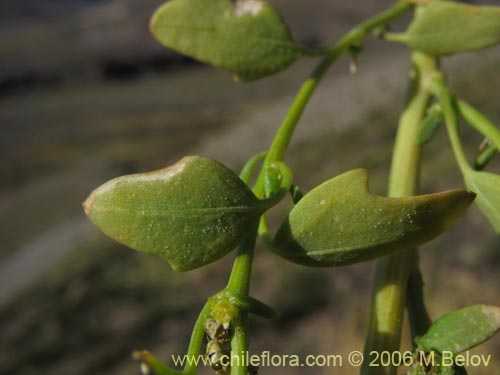 Imágen de Chenopodium vulvaria (chenopodium). Haga un clic para aumentar parte de imágen.