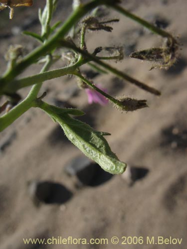 Schizanthus hookerii의 사진