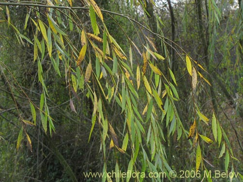 Image of Salix babylonica (Sauce / Sauce llorón). Click to enlarge parts of image.