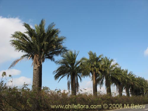 Imágen de Jubae chilensis (Palma chilena). Haga un clic para aumentar parte de imágen.