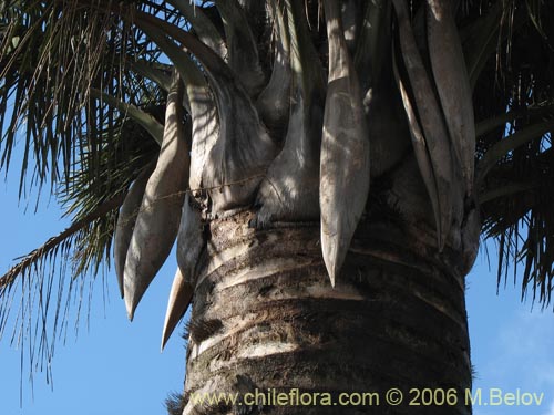 Bild von Jubae chilensis (Palma chilena). Klicken Sie, um den Ausschnitt zu vergrössern.