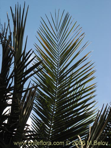 Image of Jubae chilensis (Palma chilena). Click to enlarge parts of image.
