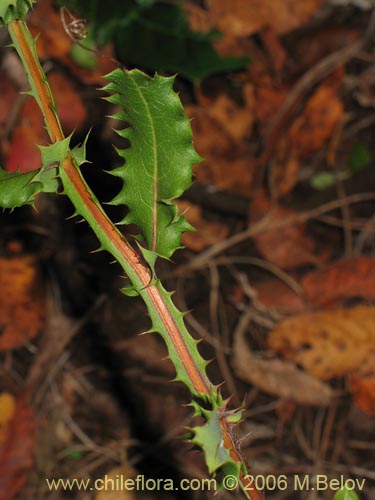Mutisia brachyantha의 사진