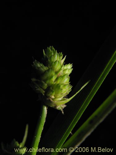 Image of Cyperus sp. #1925 (). Click to enlarge parts of image.