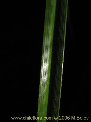 Фотография Cyperus sp. #1925 (). Щелкните, чтобы увеличить вырез.
