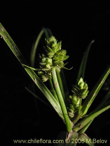 Im�gen de Cyperus sp. #1925 (). Haga un clic para aumentar parte de im�gen.