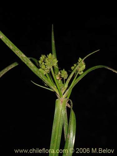 Im�gen de Cyperus sp. #1925 (). Haga un clic para aumentar parte de im�gen.