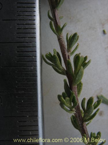 Фотография Baccharis sp.   #1481 (Small leaves / tomentose). Щелкните, чтобы увеличить вырез.
