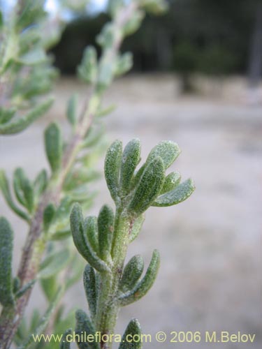 Image of Baccharis sp.   #1481 (Small leaves / tomentose). Click to enlarge parts of image.