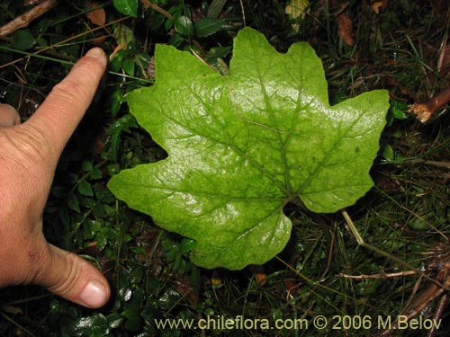 Image of Unidentified Plant sp. #2280 (). Click to enlarge parts of image.