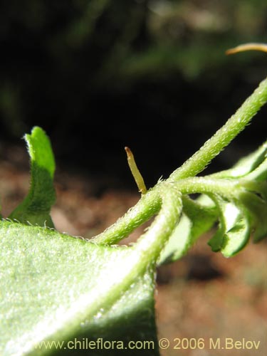 Chrysosplenium valdivicum의 사진