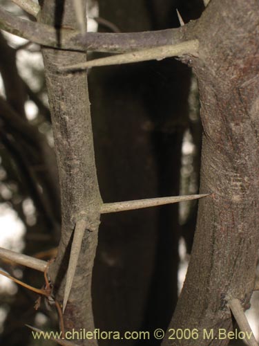 Imágen de Prosopis chilensis (Algarrobo). Haga un clic para aumentar parte de imágen.