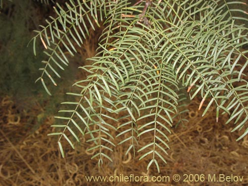 Image of Prosopis chilensis (Algarrobo). Click to enlarge parts of image.