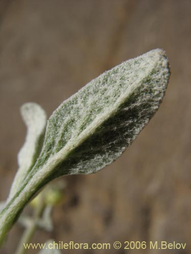 Фотография Calceolaria polifolia (Capachito). Щелкните, чтобы увеличить вырез.