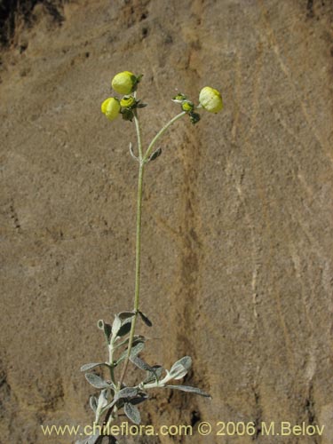 Bild von Calceolaria polifolia (Capachito). Klicken Sie, um den Ausschnitt zu vergrössern.