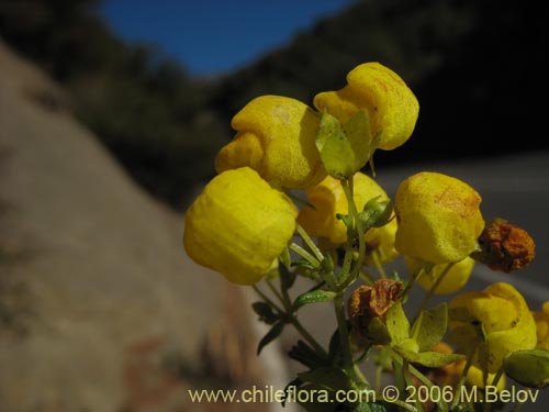 Calceolaria thyrsifloraの写真