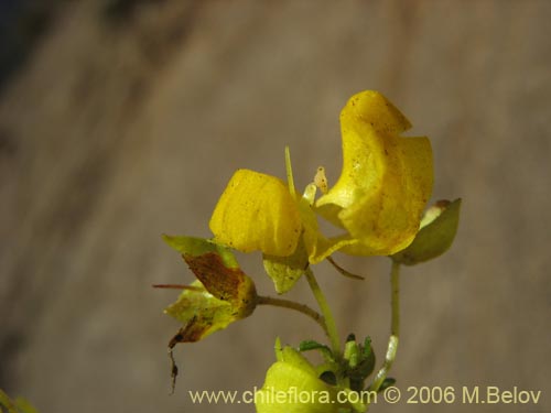 Bild von Calceolaria thyrsiflora (Capachito). Klicken Sie, um den Ausschnitt zu vergrössern.