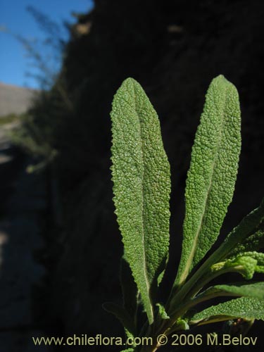 Imágen de Calceolaria morisii (Capachito). Haga un clic para aumentar parte de imágen.