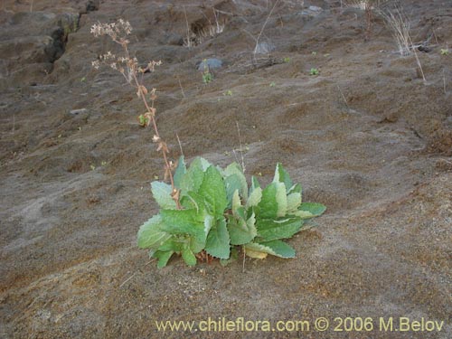 Image of Calceolaria petiolaris (Capachito). Click to enlarge parts of image.