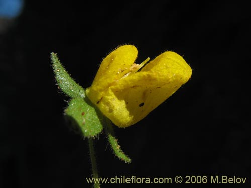 Фотография Calceolaria petiolaris (Capachito). Щелкните, чтобы увеличить вырез.