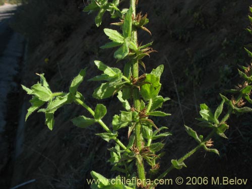 Image of Stemodia durantifolia (Contrayerba). Click to enlarge parts of image.