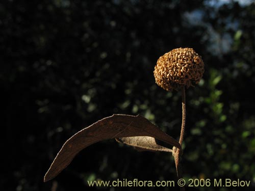 Фотография Podanthus mitiqui (Mitique / Palo negro). Щелкните, чтобы увеличить вырез.