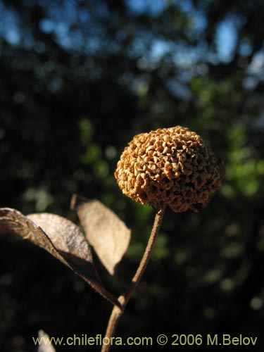 Podanthus mitiquiの写真