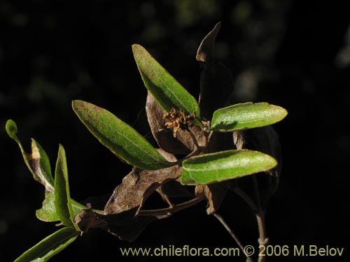 Фотография Podanthus mitiqui (Mitique / Palo negro). Щелкните, чтобы увеличить вырез.