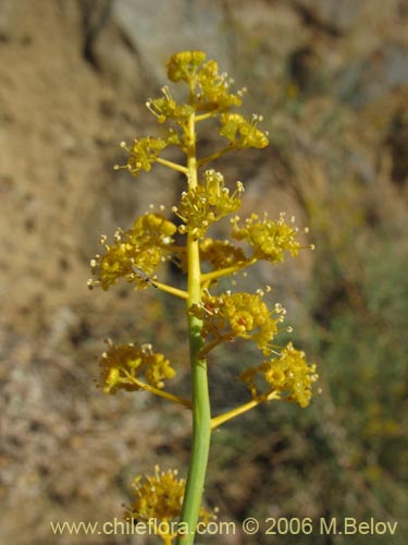 Gymnophyton isatidicarpumの写真