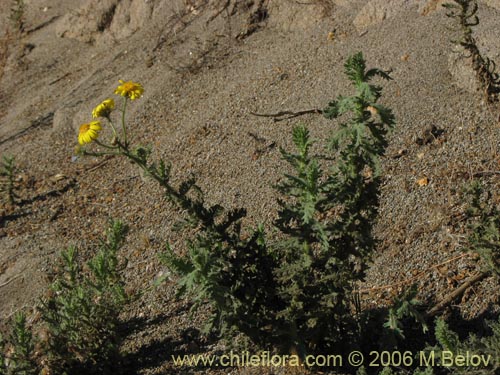 Asteraceae sp. #1844の写真