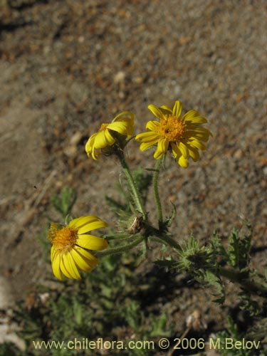 Imágen de Asteraceae sp. #1844 (). Haga un clic para aumentar parte de imágen.