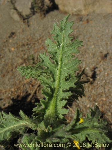 Фотография Asteraceae sp. #1844 (). Щелкните, чтобы увеличить вырез.
