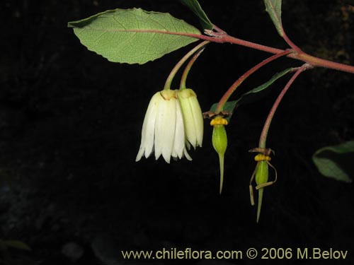 Bild von Crinodendron patagua (Patagua). Klicken Sie, um den Ausschnitt zu vergrössern.