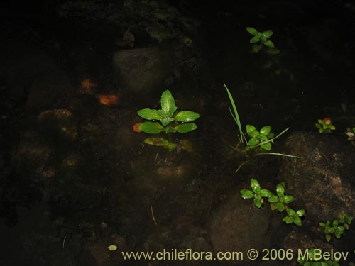 식물종은 불명 sp. #2303의 사진