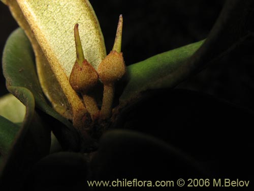 Pouteria splendens的照片