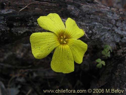 Image of Oxalis carnosa var. incana (). Click to enlarge parts of image.