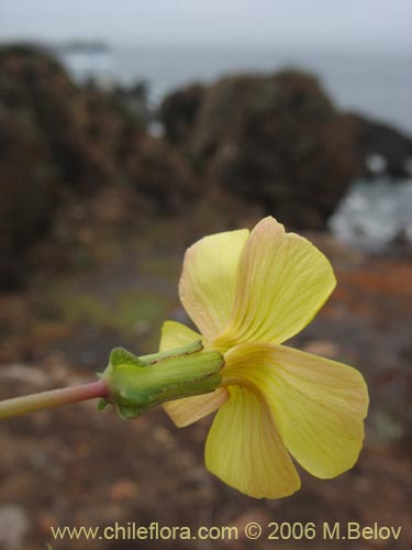 Image of Oxalis carnosa var. incana (). Click to enlarge parts of image.