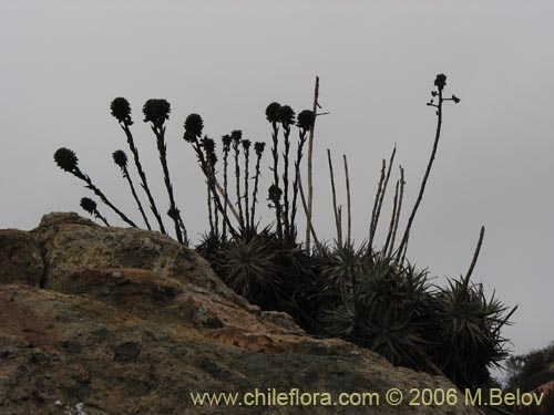 Imágen de Puya venusta (Chagualillo). Haga un clic para aumentar parte de imágen.