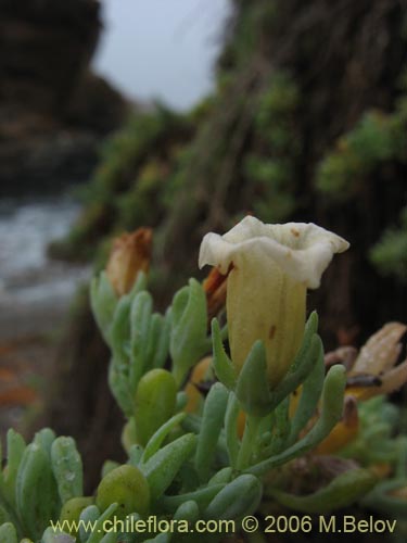Image of Nolana crassulifolia (Sosa / Hierba de la lombriz / Sosa brava). Click to enlarge parts of image.