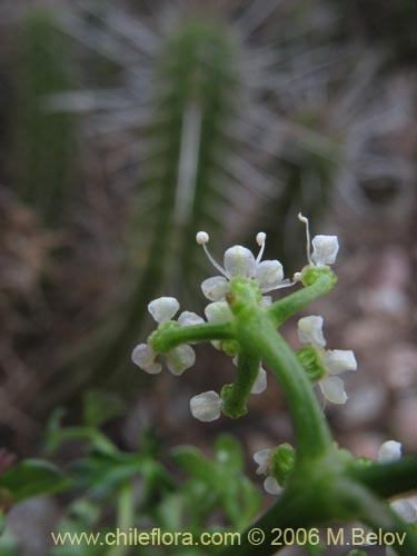 Apium sellowianum的照片