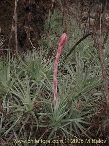 Imágen de Puya venusta (Chagualillo). Haga un clic para aumentar parte de imágen.