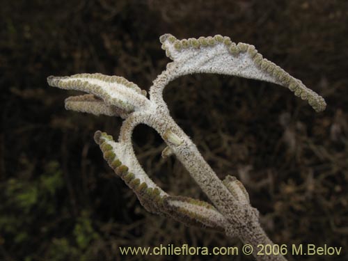 Image of Sphacele salviae (Salvia blanca). Click to enlarge parts of image.
