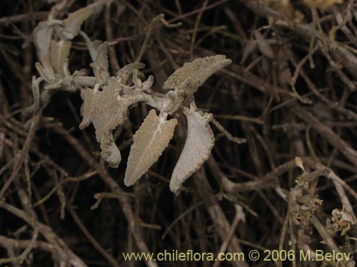 Image of Sphacele salviae (Salvia blanca). Click to enlarge parts of image.
