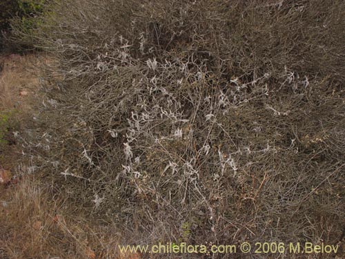 Фотография Sphacele salviae (Salvia blanca). Щелкните, чтобы увеличить вырез.